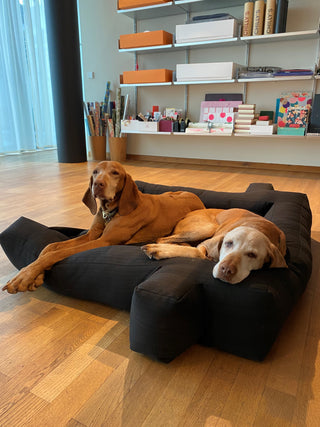 2 braune große Hunde (Honey & Emma)auf LPJ Hundekissen 