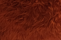 fuchs