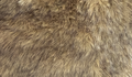 sandfuchs