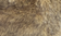 sandfuchs